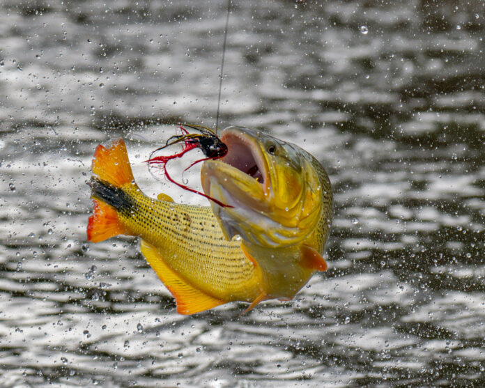 Fly Fishing Argentina