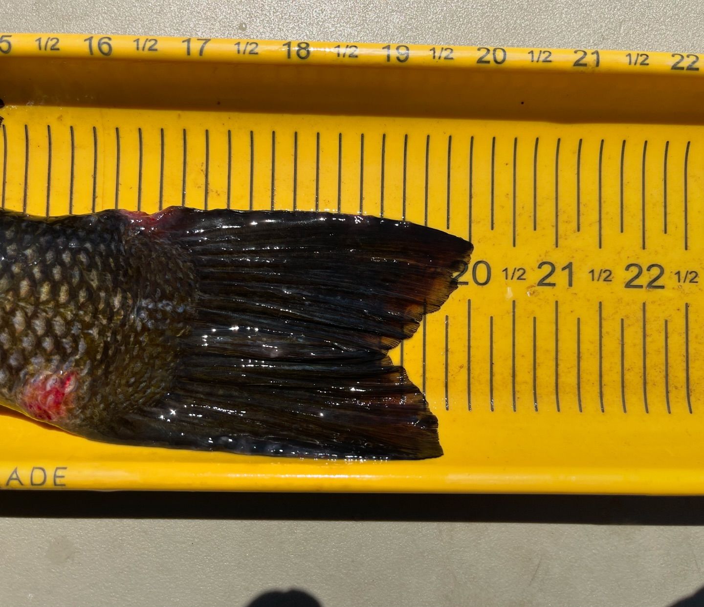 smallmouth bass fishing