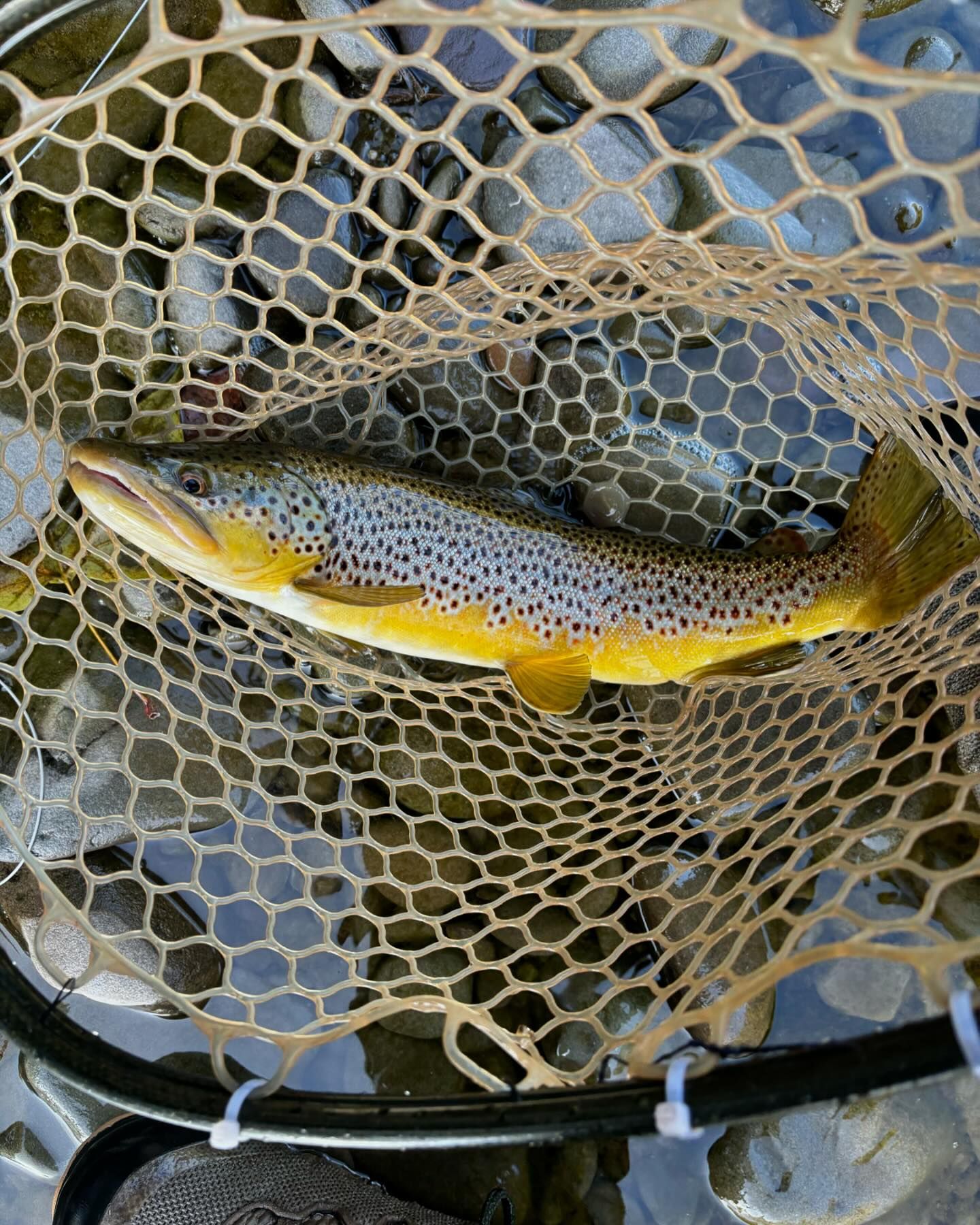 fly fishing the catskills