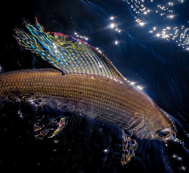 fishing saskatchewan