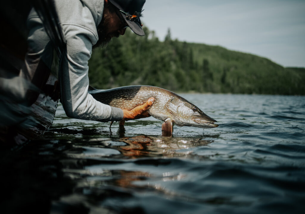 Fishing for Northern Pike 

