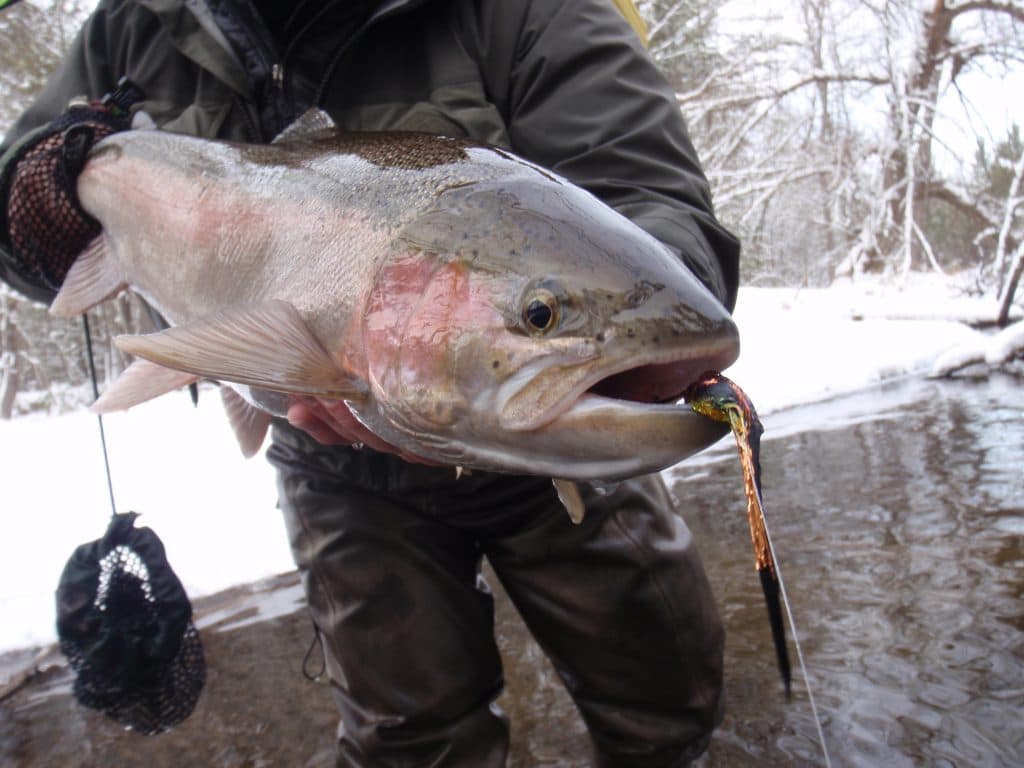 streamer fishing for trout