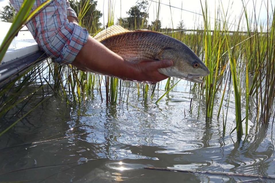 Fly Fishing for Redfish in South Carolina