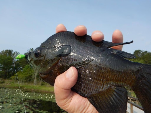 south carolina fly fishing