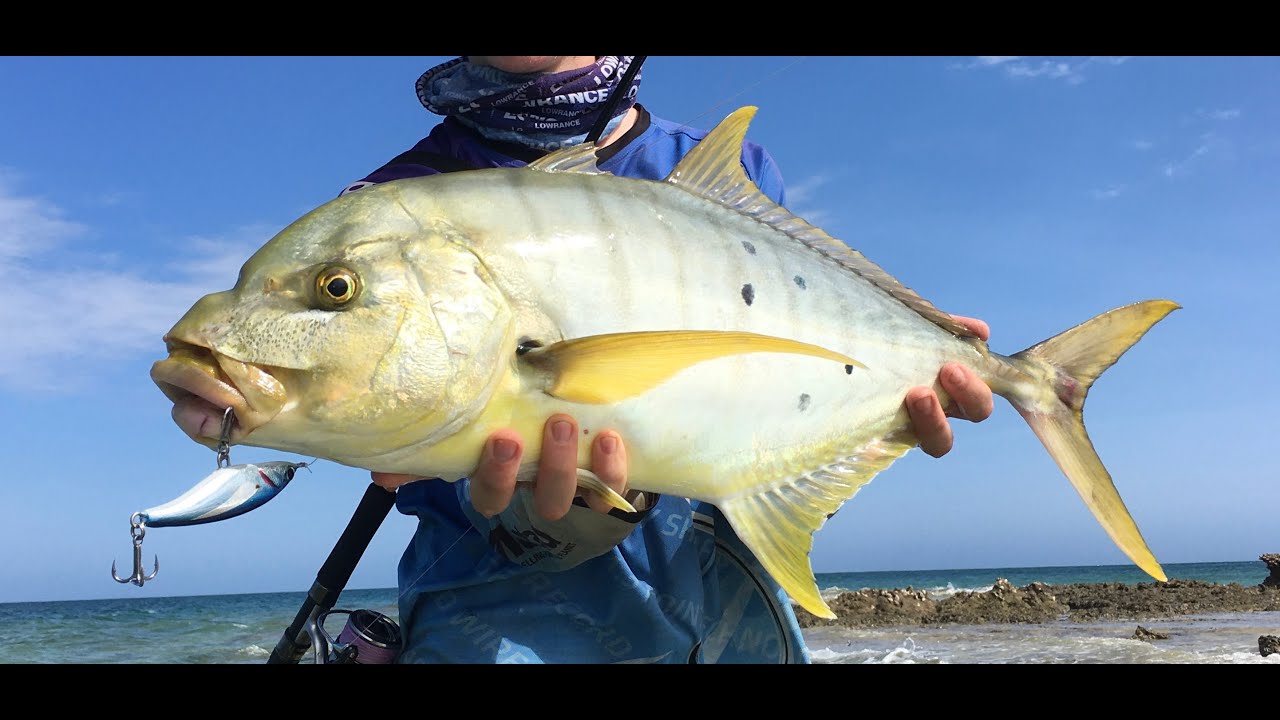 https://www.gettyimages.com/search/2/image?utm_source=chatgpt.com&phrase=golden+trevally