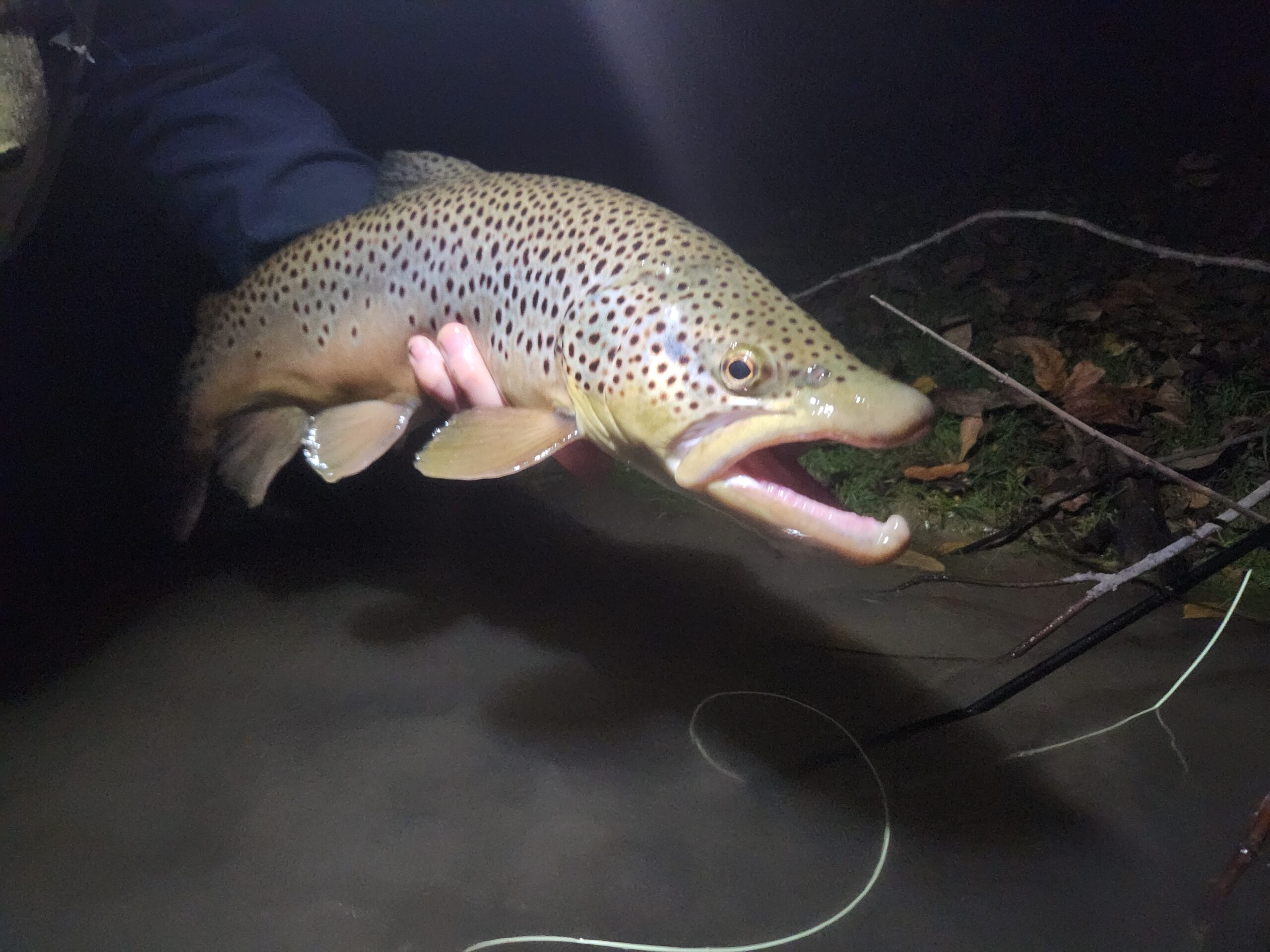 Night Fishing for Brown Trout in Pennsylvania