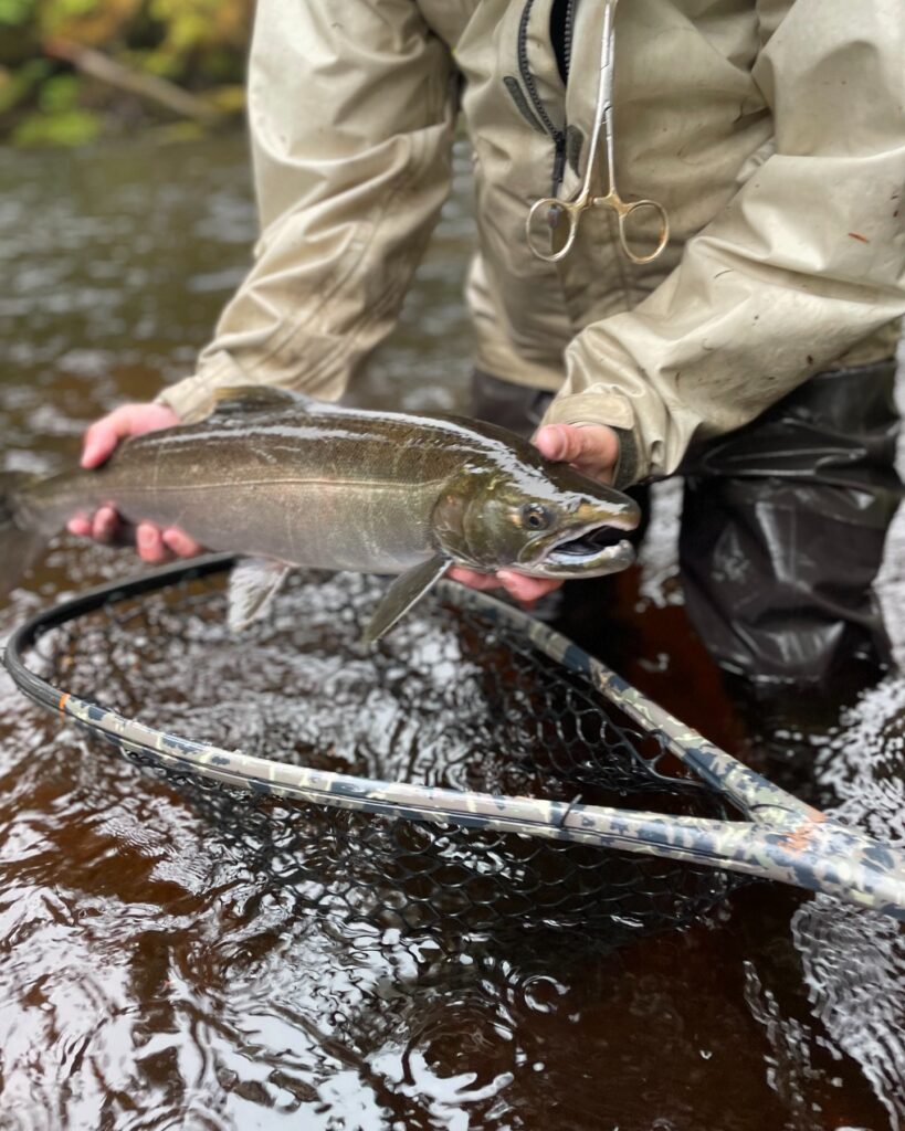 Tongass on the Fly 