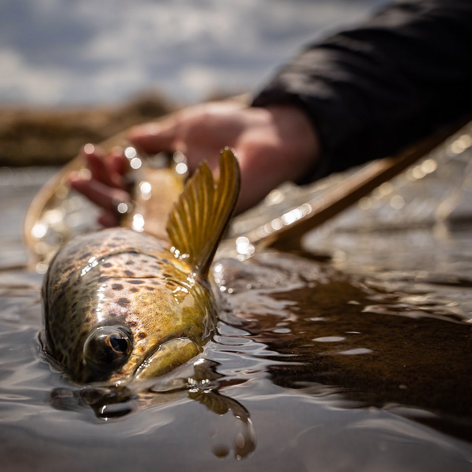 Sample fistart photography of a browntrout by Drebakerphoto on Instagram