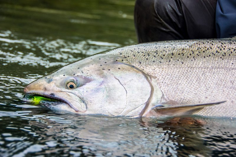 skeena steelhead fishing