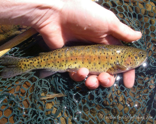 native trout