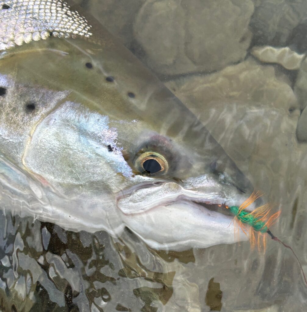Jesper Fohrmann on tube flies 