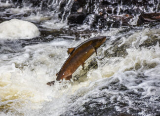 Protecting Canada’s Wild Atlantic Salmon with Charline Mccoy