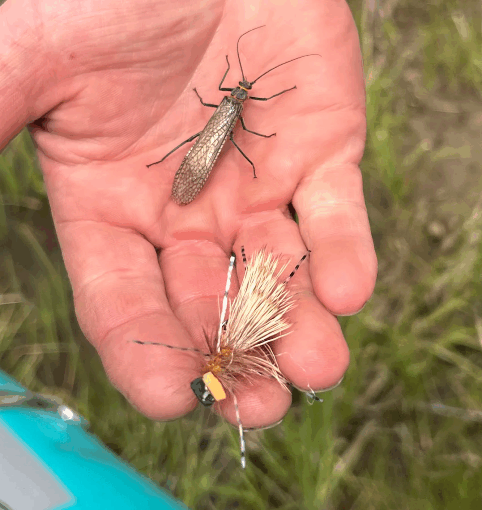 Deschutes Fly Fishing, Salmon Fly Hatched Photo Provided by https://share.google/images/YUpKsjhmo654q7h8x