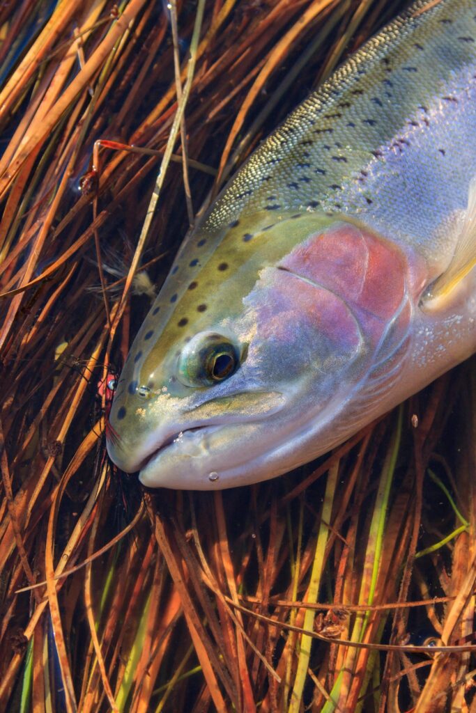 wild steelhead