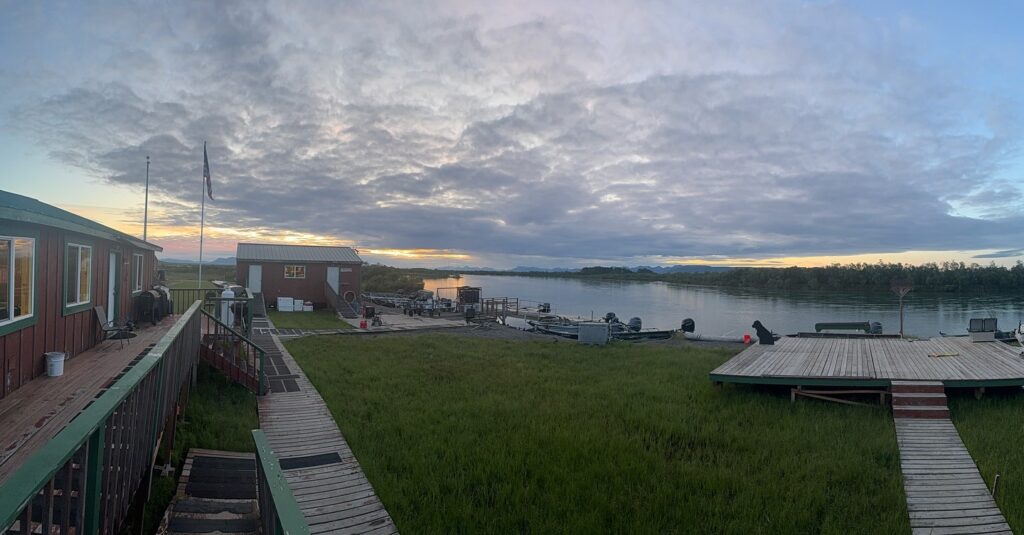 Alaska chinook on the Swing