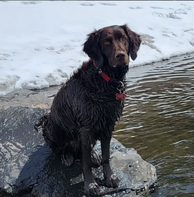 Trout Fly Fishing in Provo River with Mike O'Brien and his girl German Longhaired Pointers