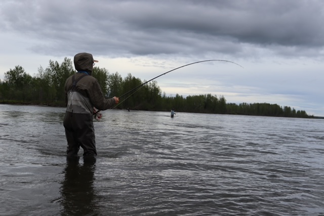 Alaska Chinook and Great Lakes browns