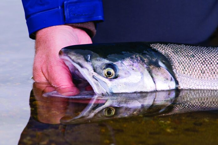 bristol bay salmon