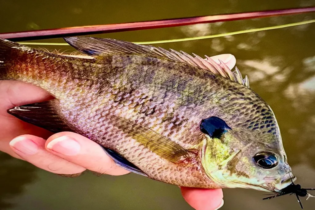 bluegill - Panfish on the Fly 