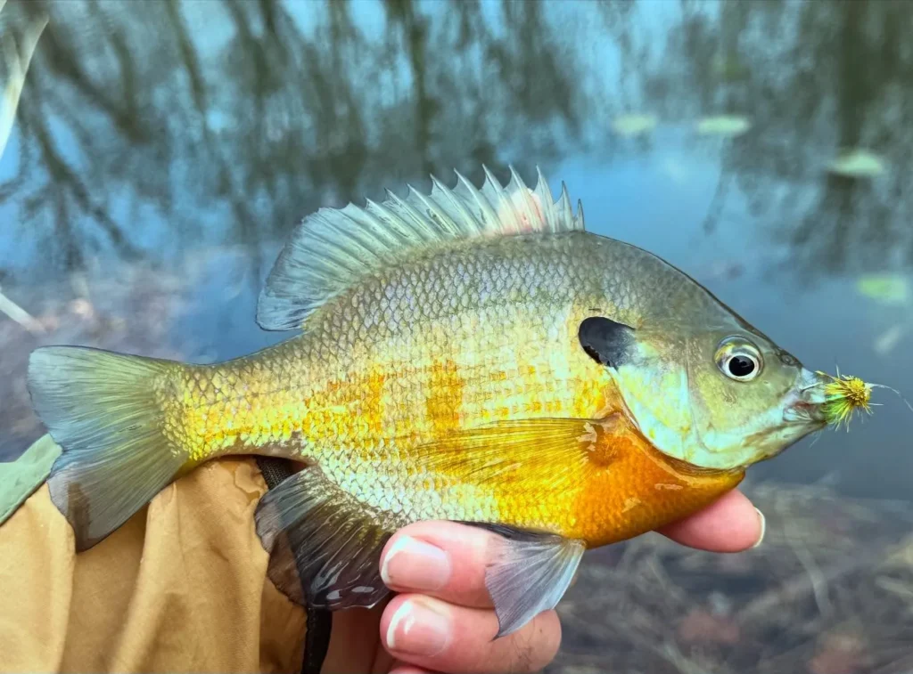 Bart Lombardo - Panfish on the Fly 