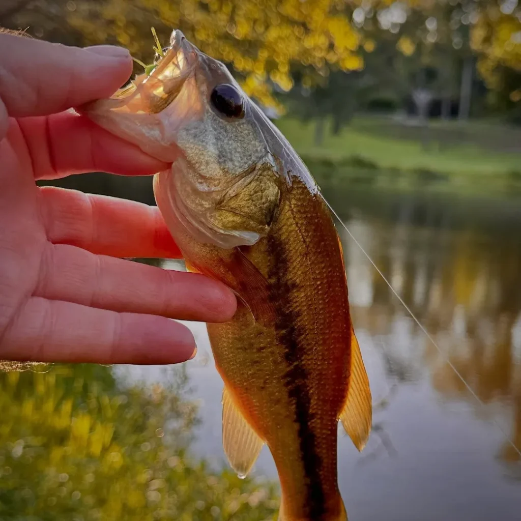 Bart Lombardo - Panfish on the Fly 