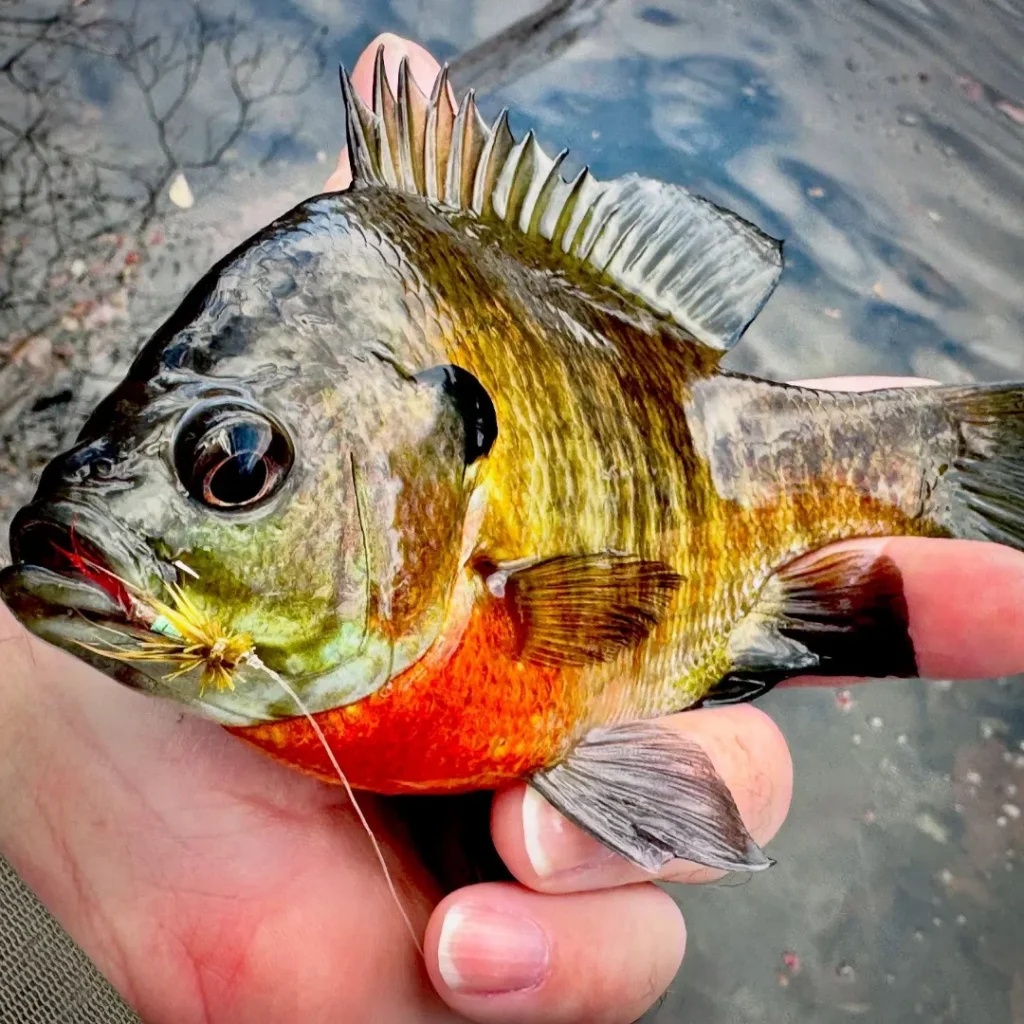 Bart Lombardo - Panfish on the Fly 