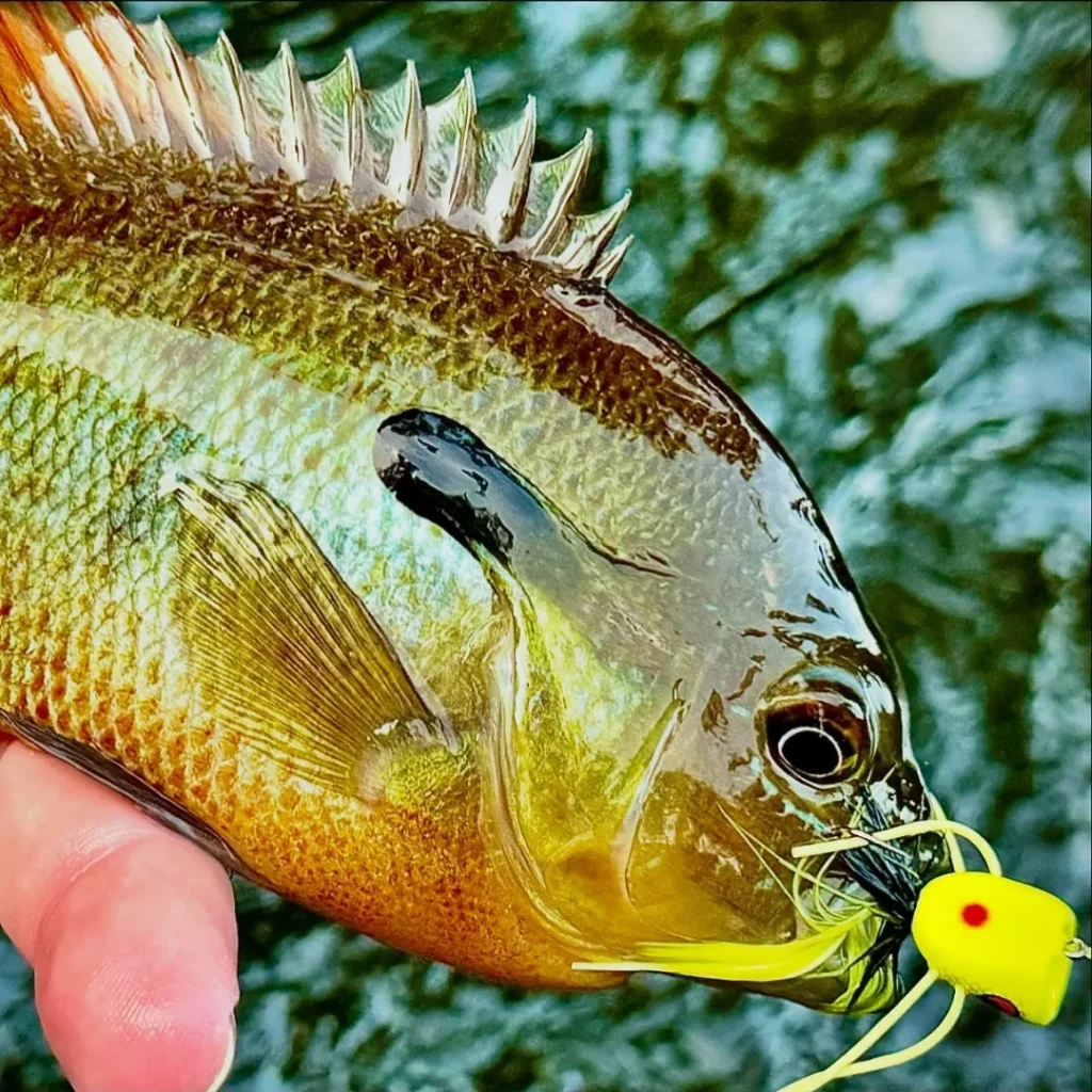 rebreast sunfish - Panfish on the Fly 