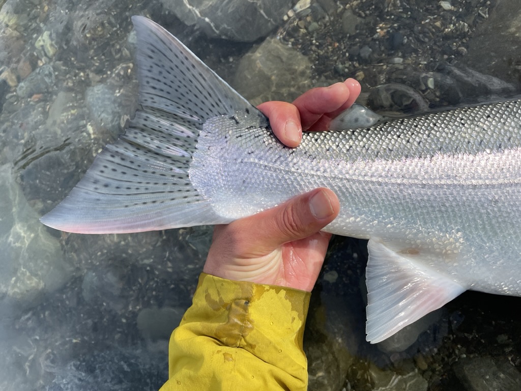 Southern Oregon Steelhead Fishing