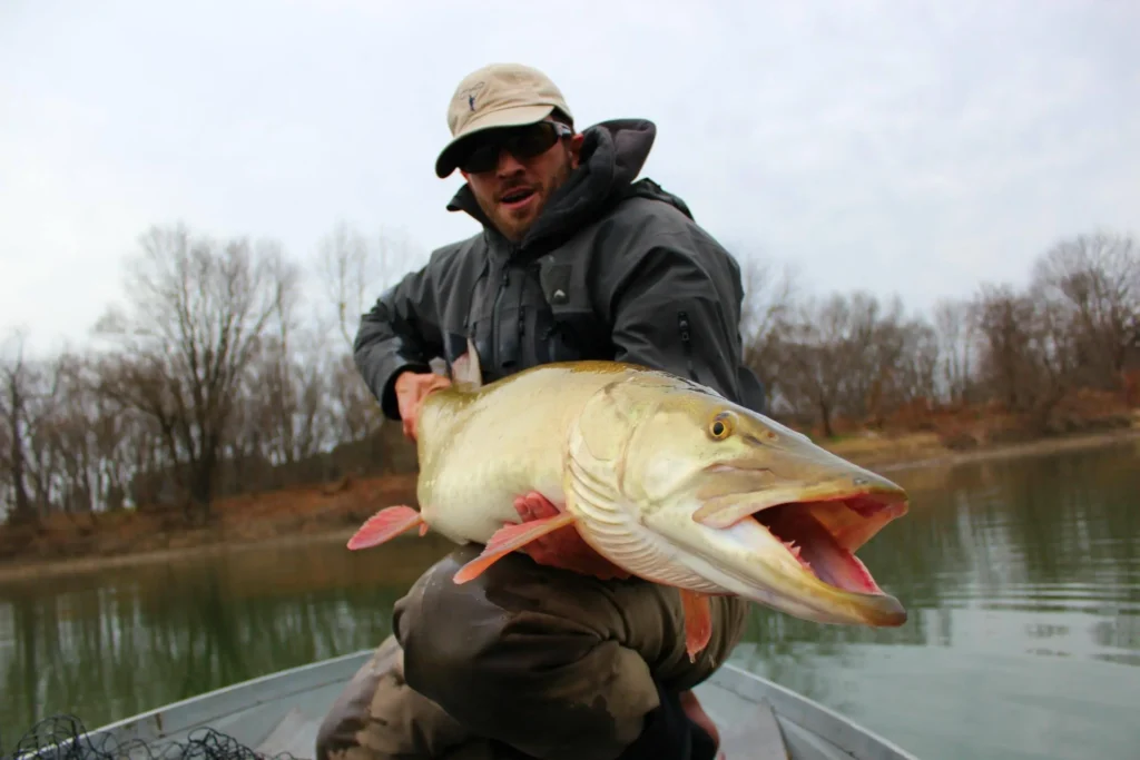 Angler holding a giant muskie in a boat during freshwater fly fishing.