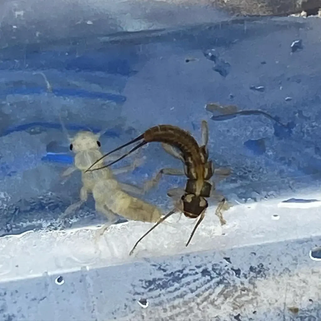 aquatic insect larvae and nymphs underwater showing macroinvertebrates that make up trout food in a river ecosystem