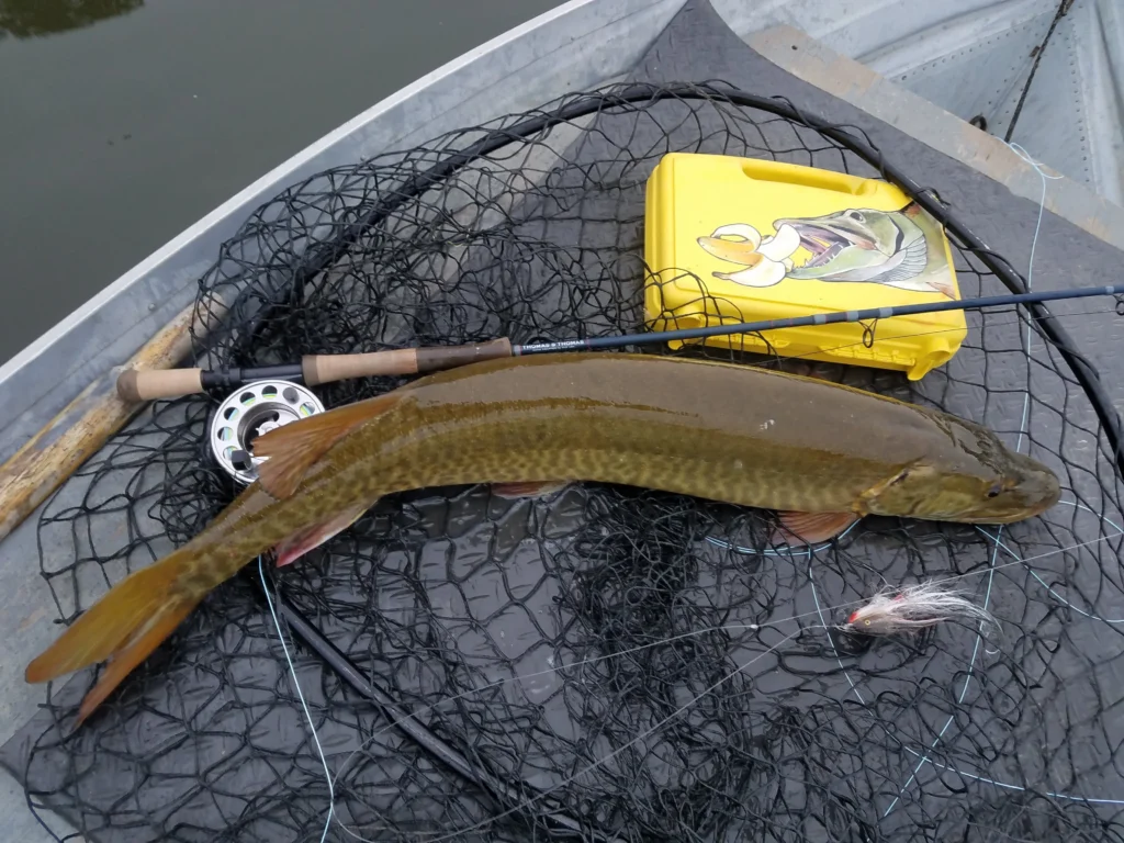 Muskie in a landing net beside a fly rod and streamer fly in a drift boat, illustrating the idea of using simple confidence fly patterns.