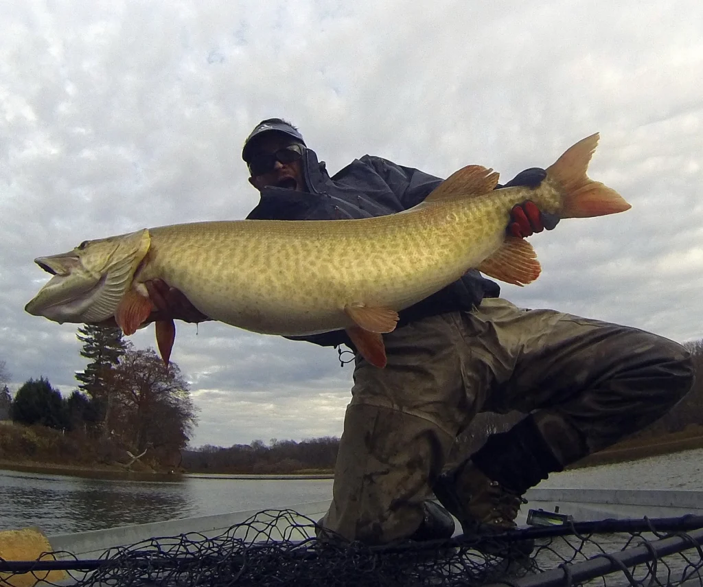 Fly angler kneeling in a boat holding a large muskie over a landing net after catching it on a fly rod.