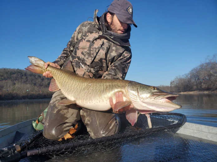 Fly angler Joe Goodspeed holding a large muskie in a landing net while fishing from a boat.