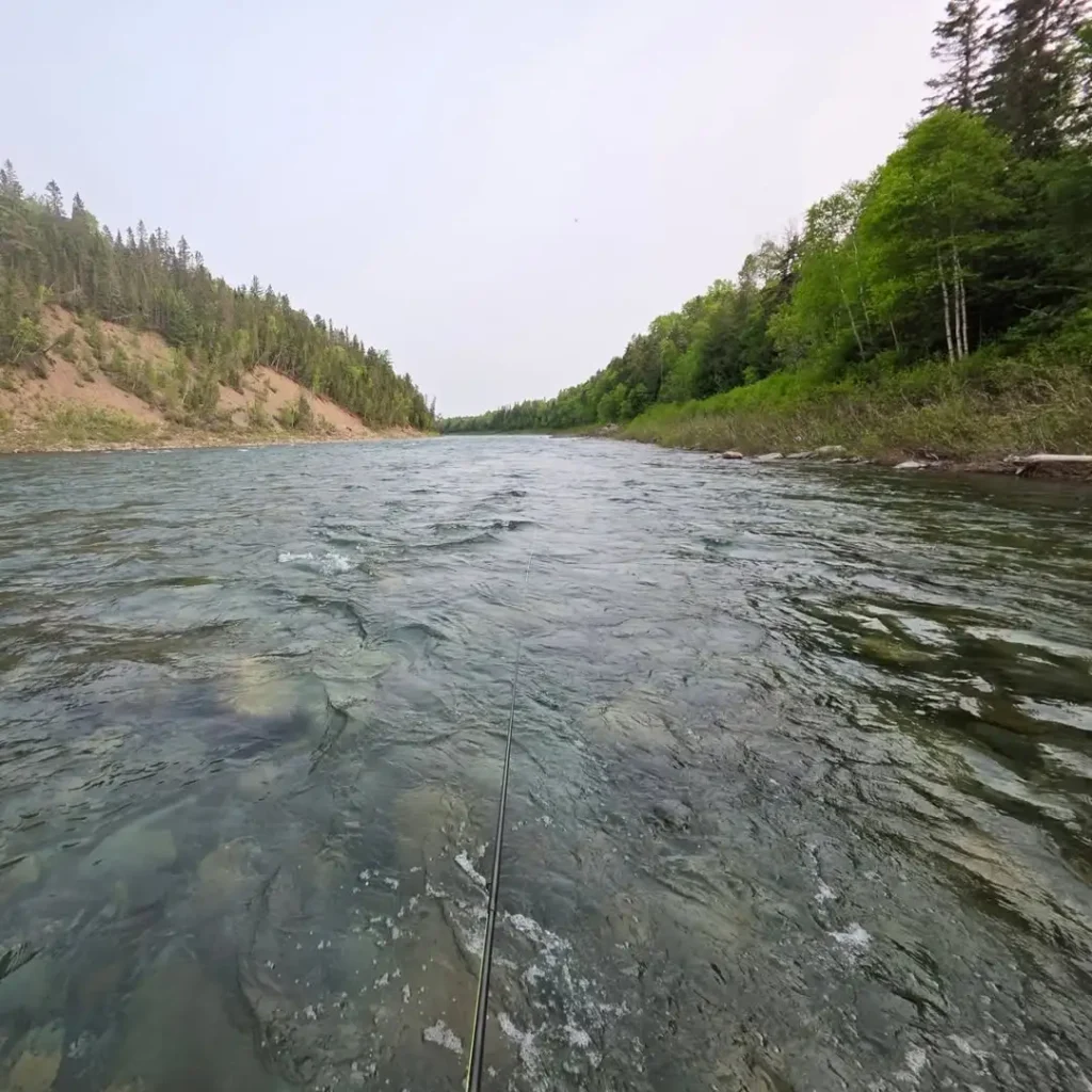 Wide river drift flowing through forested banks, illustrating patience and observation in fly fishing.