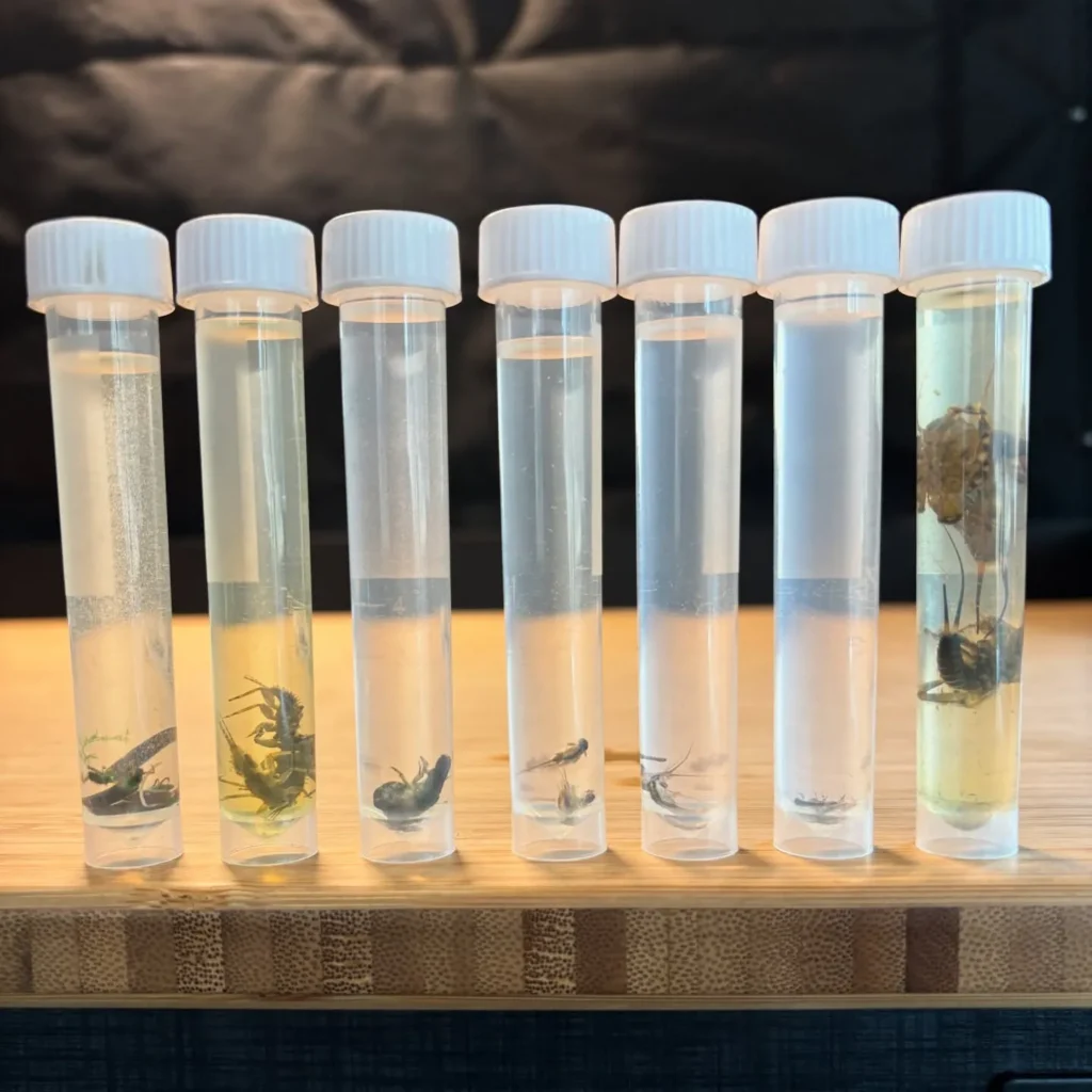 Salmonfly Project