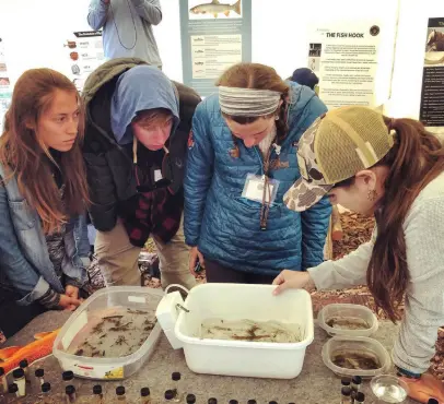 group learning about aquatic insects and trout food during fly fishing entomology session with trays of river bugs