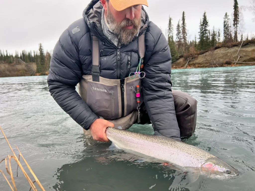 alaska steelhead