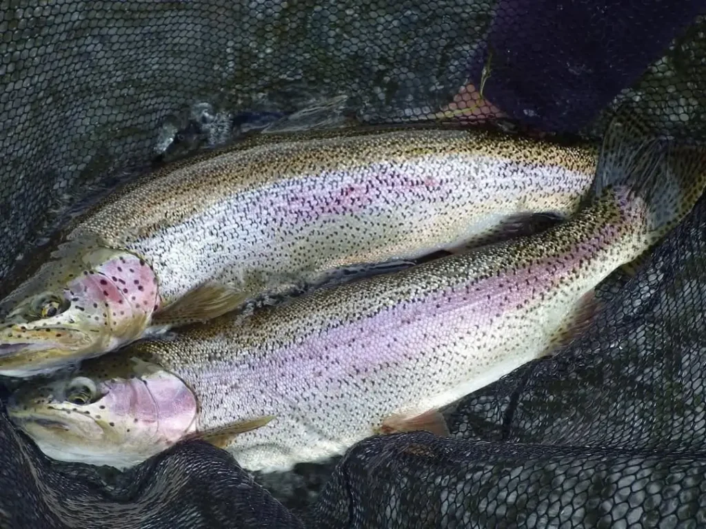 Rainbow trout in a landing net in a remote Kamchatka river during fly fishing