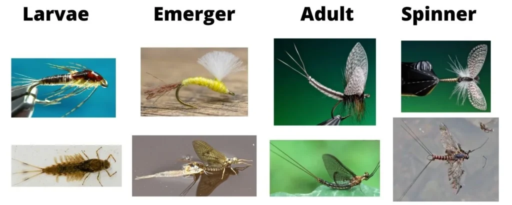 mayfly life cycle showing nymph emerger adult and spinner stages important for trout food and fly fishing