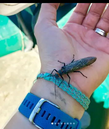 salmonfly stonefly on hand showing large aquatic insect important to trout food and western river hatches