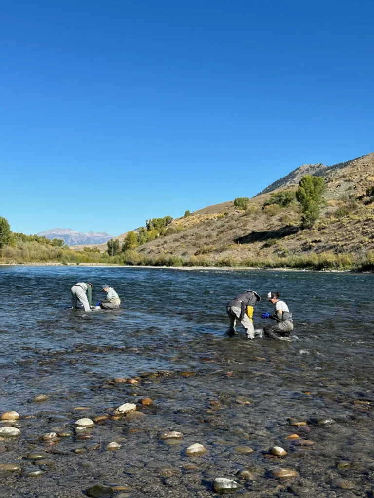 Salmonfly Project