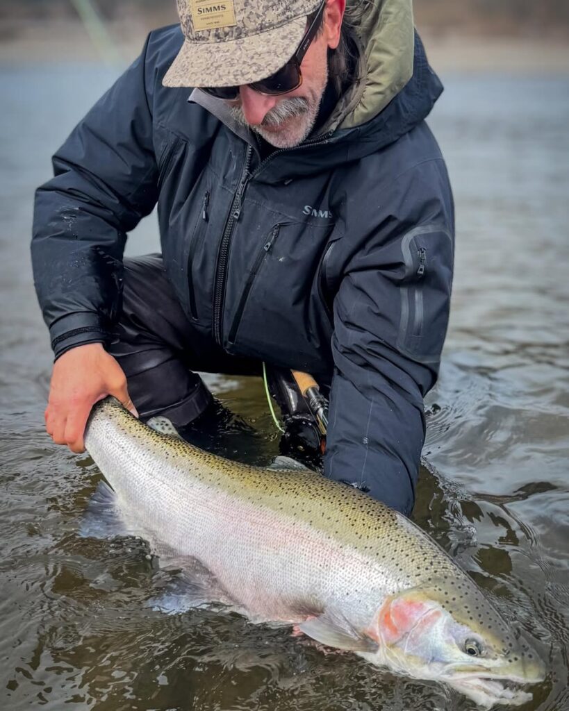 steelhead
