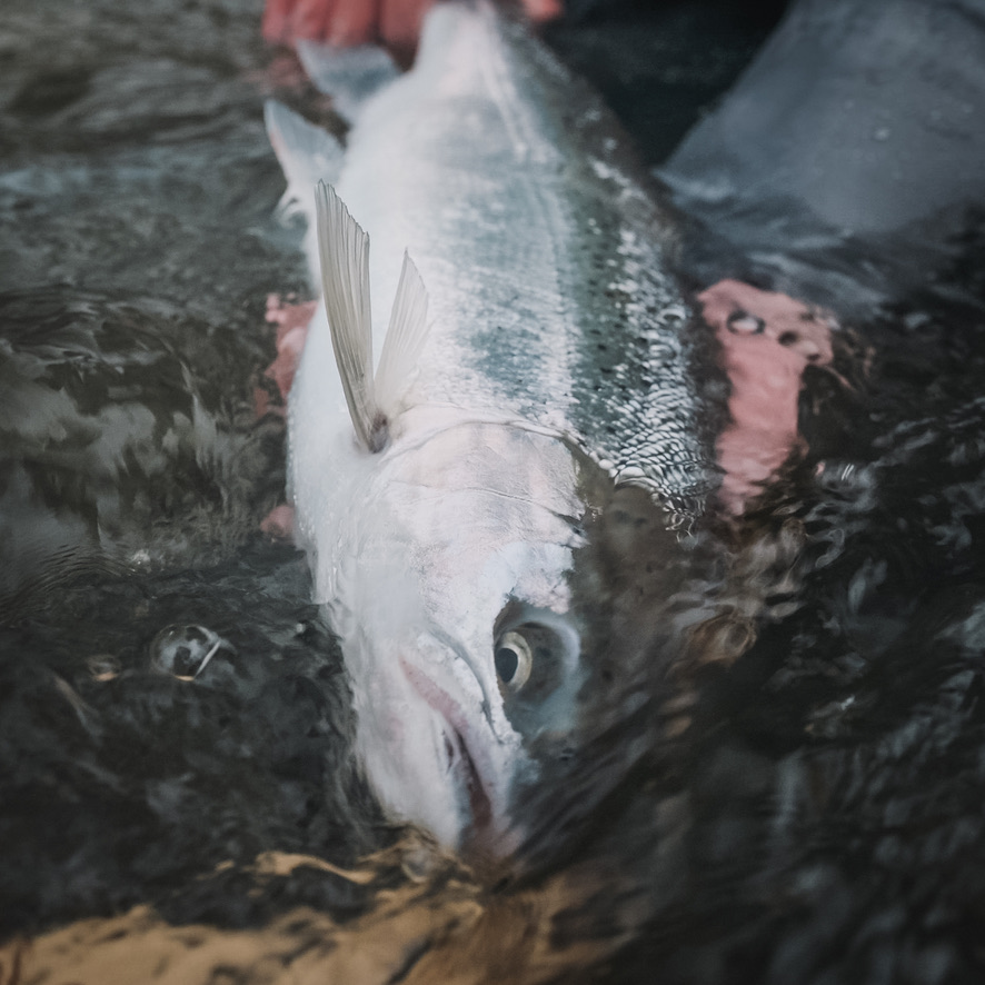 steelhead migration