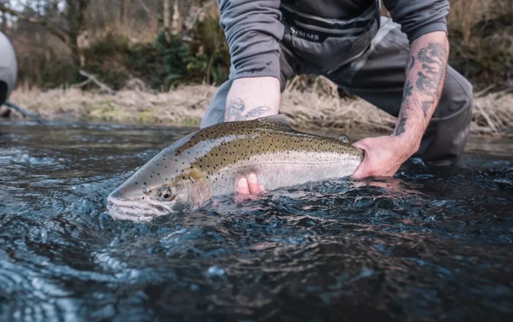 steelhead migration