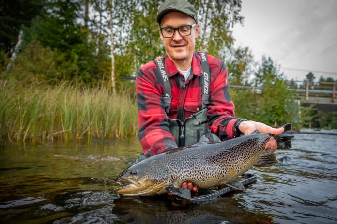 brown trout fly fishing