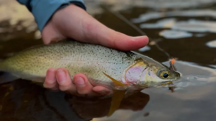 puget sound cutthroat trout
