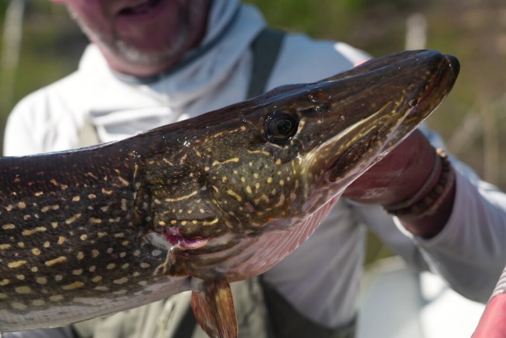 giant pike