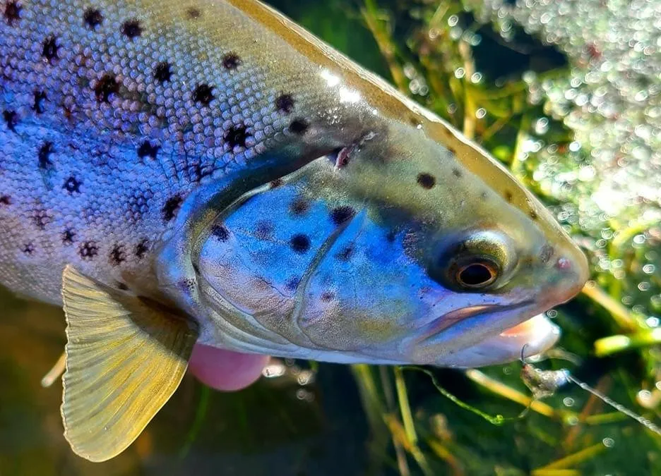 Angler in fishing culture