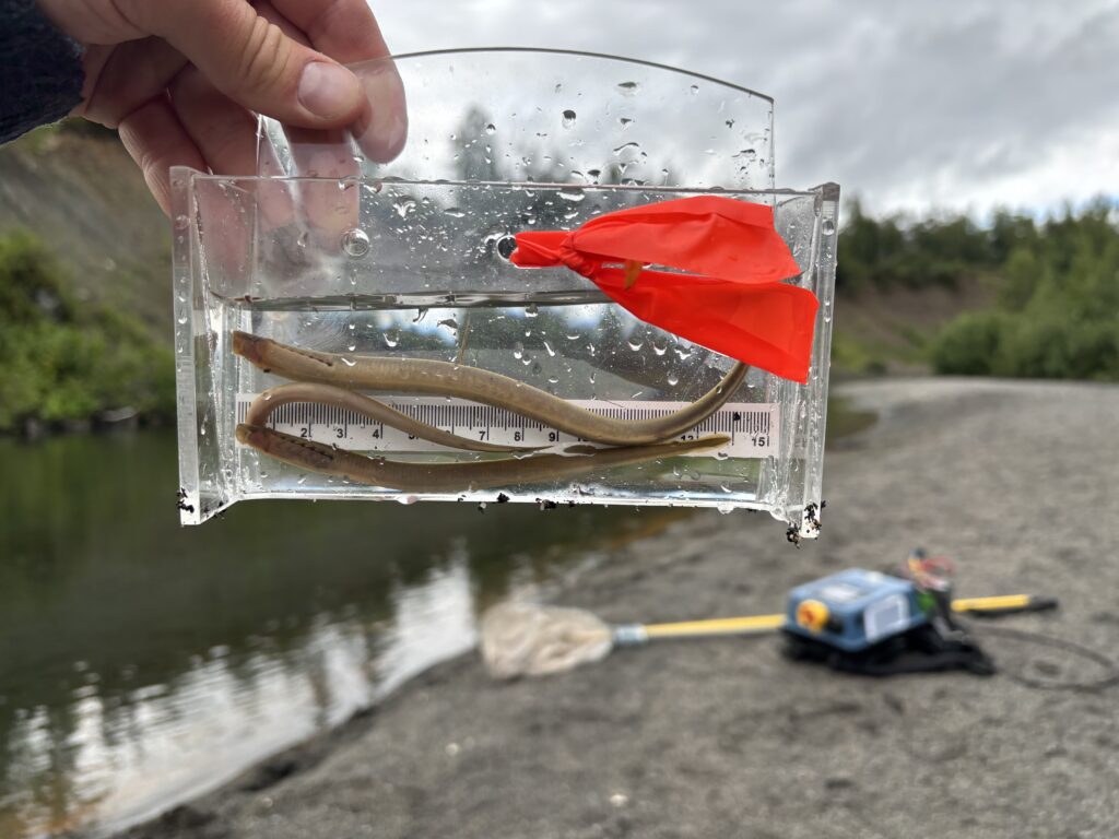 pacific lamprey