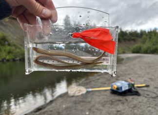 Pacific Lamprey in Alaska: Why this Ancient Fish Matters with Nate Cathcart pacific lamprey